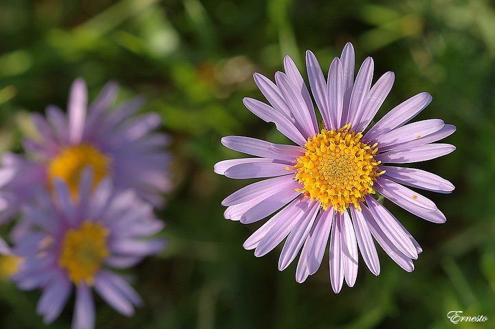 Aster cfr.alpinus